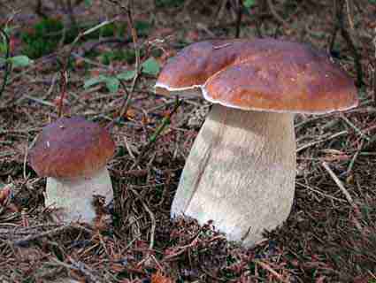  Image name: 93 Porcino.jpg 
 width: 425 pixel 
 height: 320 pixel 
 Size: 14842 bytes 
 Click to enlarge 